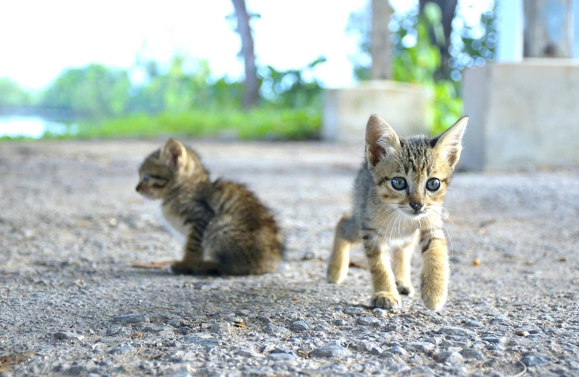 Modeling creative fundraising on Uber kittens